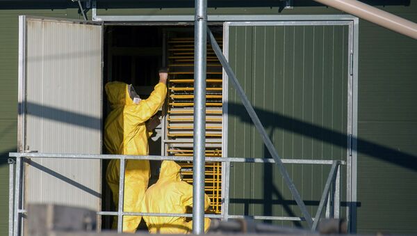 Experts wearing protection suits examine trays used to transport chicks at a poultry farm, where a highly contagious strain of bird flu - Sputnik International