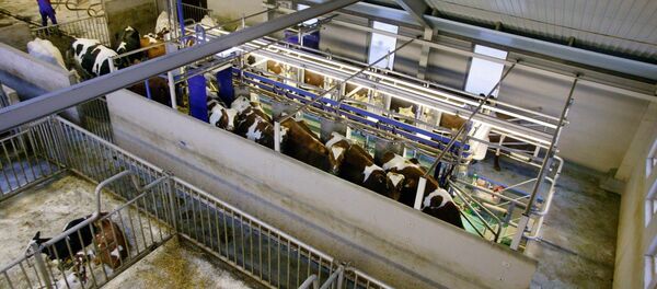 Cows in a cowshed Cows in a cowshed - Sputnik International