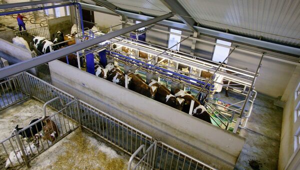 Cows in a cowshed - Sputnik International