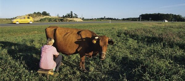 A woman milking a cow in a countryside near Kaunas, Lithuania - Sputnik International