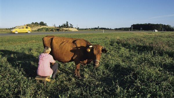 A woman milking a cow in a countryside near Kaunas, Lithuania - Sputnik International