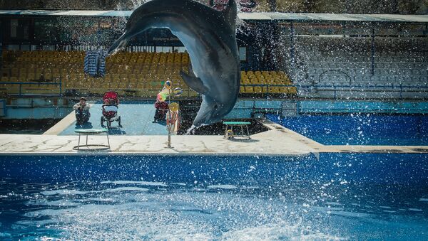 Dolphinarium in Sevastopol - Sputnik International