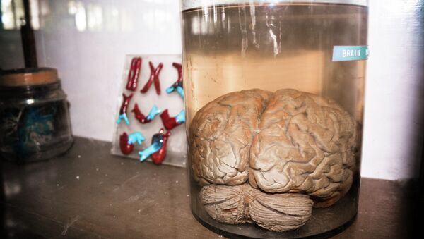 Brain in a Jar - Sputnik International