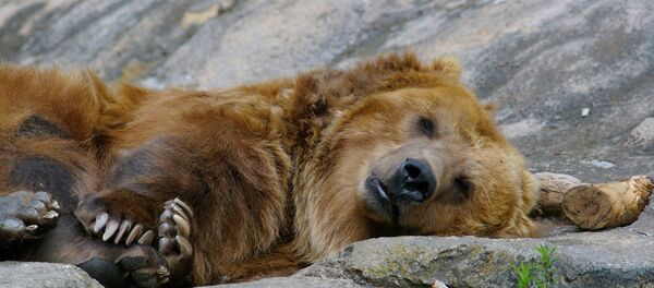 Brown Bear Napping Brown Bear Napping - Sputnik International