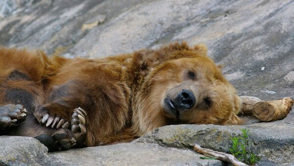 Brown Bear Napping - Sputnik International