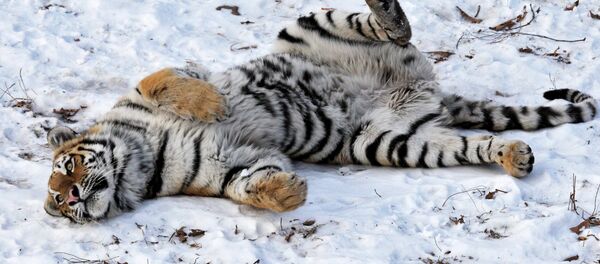 A hunter who killed a rare Siberian tiger that he tracked down in far-eastern Russia has been fined 720,000 rubles ($20,000) A hunter who killed a rare Siberian tiger that he tracked down in far-eastern Russia has been fined 720,000 rubles ($20,000) - Sputnik International