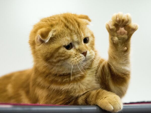 Grand Prix Royal Canin 2013 international cat show Grand Prix Royal Canin 2013 international cat show - Sputnik International