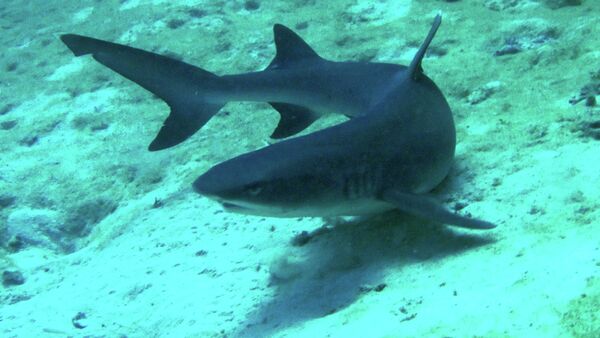 The attack occurred at Rudder Reef, near Port Douglas, Queensland.   Above: Reef shark - Sputnik International