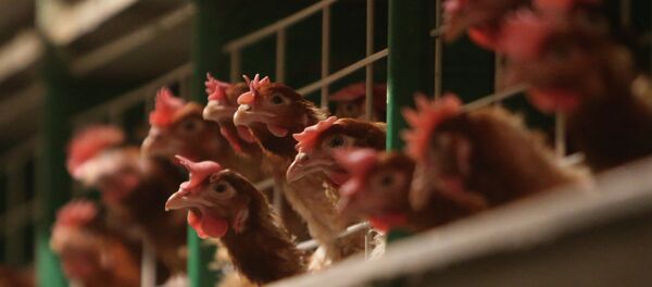 Argentina increased its exports of seafood, poultry and dairy products to Russia in 2014 - Sputnik International