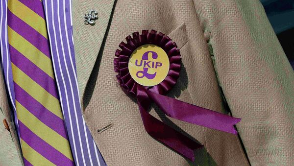 A supporter is seen wearing a United Kingdom Independence Party (UKIP) badge - Sputnik International