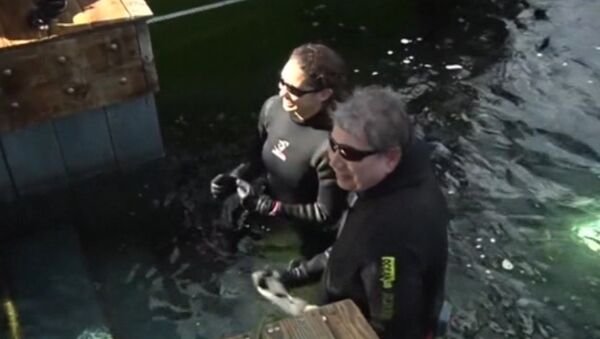 Two US Professors Spend 73 Days Underwater, Set New World Record - Sputnik International