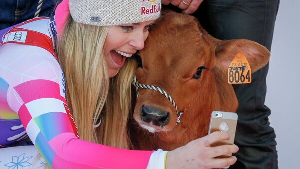 Lindsey Vonn of the U.S. takes a selfie with a cow she won as a prize after finishing first in the women's World Cup Downhill skiing race - Sputnik International