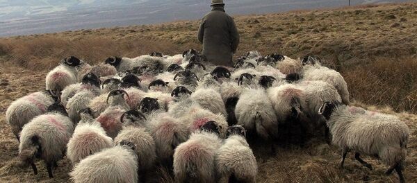 A farmer with his flock of sheep walk the hills of Aston in Cumbria, northern England. A farmer with his flock of sheep walk the hills of Aston in Cumbria, northern England. - Sputnik International