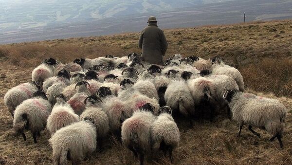 A farmer with his flock of sheep walk the hills of Aston in Cumbria, northern England. - Sputnik International