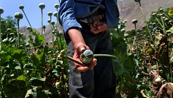 NATO mission fails to cripple opium trade in Afghanistan: expert - Sputnik International