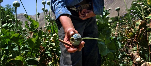 NATO mission fails to cripple opium trade in Afghanistan: expert NATO mission fails to cripple opium trade in Afghanistan: expert - Sputnik International