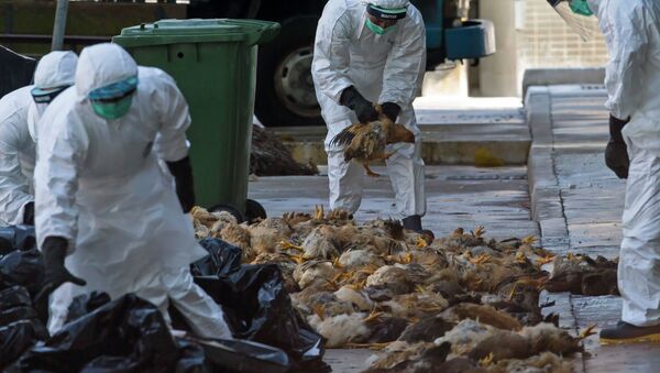 Health workers pack dead chickens into trash bins at a wholesale poultry market in Hong Kong December 31, 2014 - Sputnik International