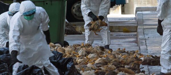 Health workers pack dead chickens into trash bins at a wholesale poultry market in Hong Kong December 31, 2014 Health workers pack dead chickens into trash bins at a wholesale poultry market in Hong Kong December 31, 2014 - Sputnik International