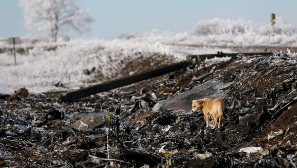 A dog stands at the site where MH17, a Malaysia Airlines Boeing 777 plane, crashed near the village of Hrabove (Grabovo) in Donetsk region - Sputnik International