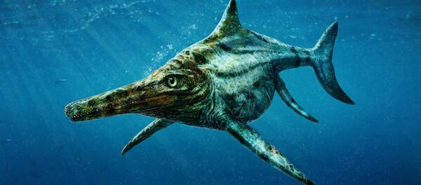 Dearcmhara shawcrossi historic reptile Dearcmhara shawcrossi historic reptile - Sputnik International