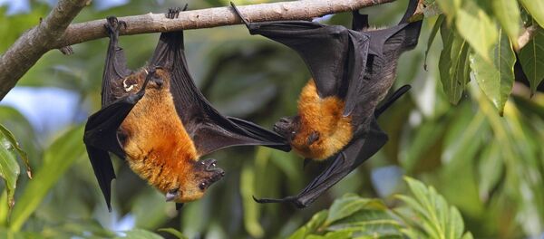 Flying Fox - Sputnik International