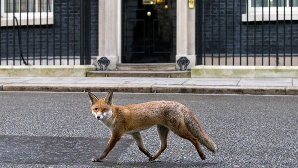 A fox runs past the door of 10 Downing Street - Sputnik International