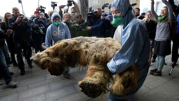 Russian Geographic Society staff members carry the body of baby mammoth to put on display in Moscow, Russia, Tuesday, Oct. 28, 2014 - Sputnik International