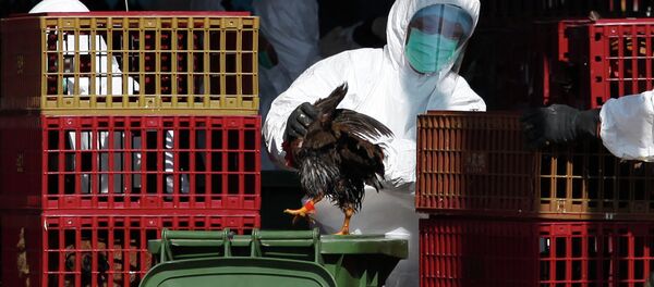 A workers (C) places a chicken in a bin during a cull in Hong Kong on December 31, 2014, after the deadly H7N9 virus was discovered in poultry imported from China A workers (C) places a chicken in a bin during a cull in Hong Kong on December 31, 2014, after the deadly H7N9 virus was discovered in poultry imported from China - Sputnik International