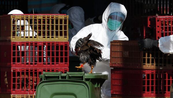 A workers (C) places a chicken in a bin during a cull in Hong Kong on December 31, 2014, after the deadly H7N9 virus was discovered in poultry imported from China - Sputnik International