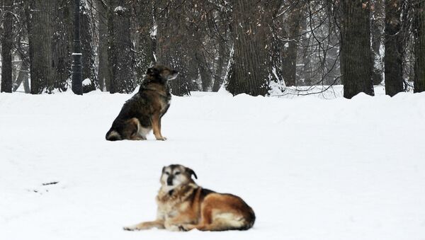 Russian dog-hunters plan to organize a nationwide killing of stray dogs across Russia on Tuesday. Dog-owners and animal rights activists are on high alert - Sputnik International