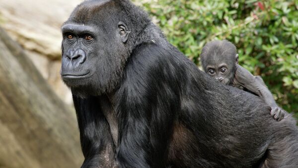Baby gorilla rides on mother's back - Sputnik International