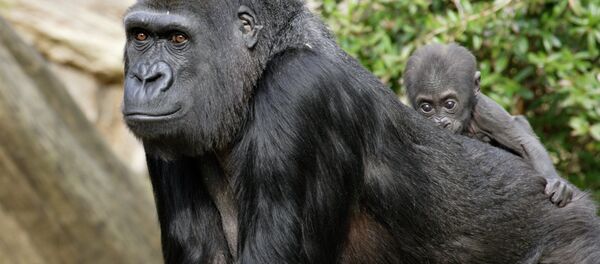 Baby gorilla rides on mother's back - Sputnik International