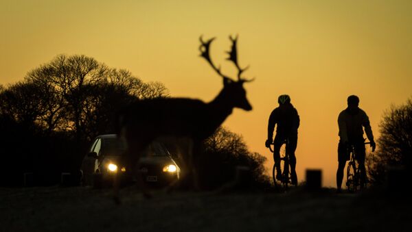 A car and two cyclists wait for deer to cross the road - Sputnik International