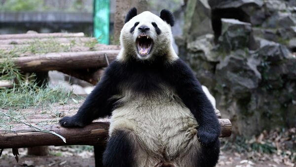 A giant panda opens its mouth - Sputnik International