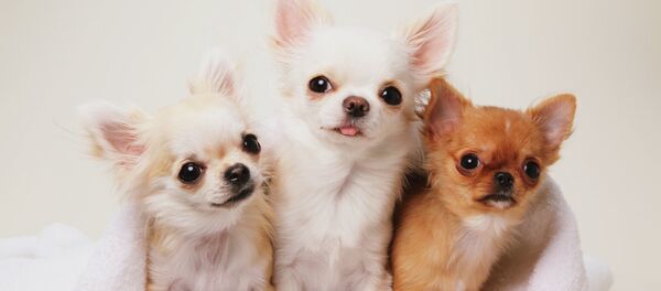 Chihuahua Chihuahua - Sputnik International