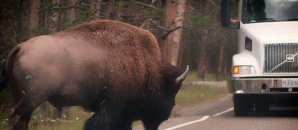 Crossing  from Yellowstone a couple years ago - Sputnik International