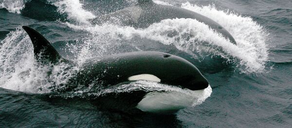 Killer whales - Sputnik International