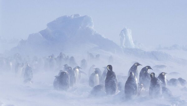 Glacier emperor penguin - Sputnik International