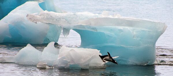 A penguin dives from an ice block - Sputnik International