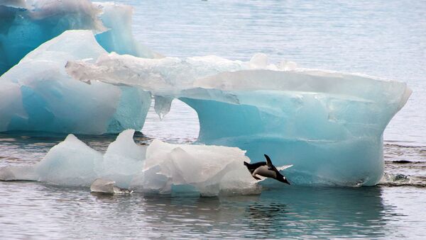 A penguin dives from an ice block - Sputnik International