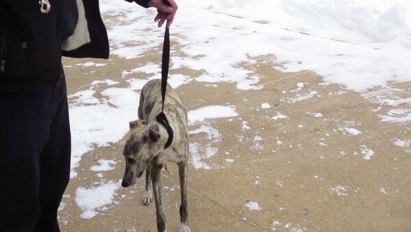 Whippet named Burt that vanished on the streets of New York City five months ago is walked on a leash at the Fire Department of New York's training facility on Randall's Island in New York - Sputnik International