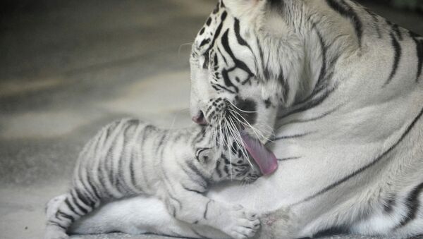 Three Bengal tiger cubs are born in Yekaterinburg Zoo - Sputnik International