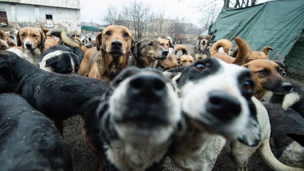 A picture taken on January 28, 2014 shows stray dogs, among the 450 which have found shelter and food in improvised shelter operated only by volunteer in Nis, 200 km south of Belgrade - Sputnik International