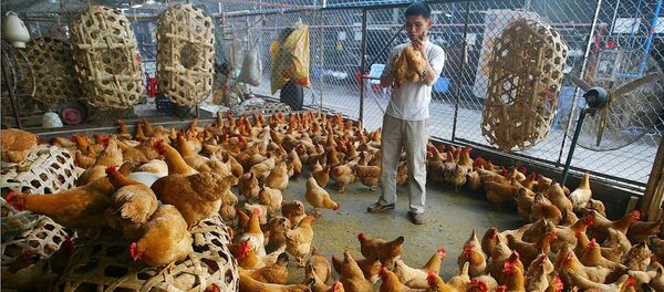 A poultry vendor selects chickens at a poultry market on Thursday, March 9, 2006 in Guangzhou, capital of southern China's Guangdong province A poultry vendor selects chickens at a poultry market on Thursday, March 9, 2006 in Guangzhou, capital of southern China's Guangdong province - Sputnik International