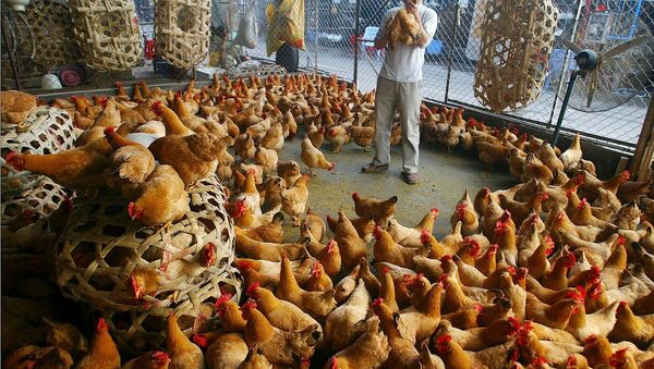 A poultry vendor selects chickens at a poultry market on Thursday, March 9, 2006 in Guangzhou, capital of southern China's Guangdong province - Sputnik International
