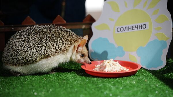Yekaterinburg Zoo Pugovka the Hedgehog predicts an early and sunny spring - Sputnik International