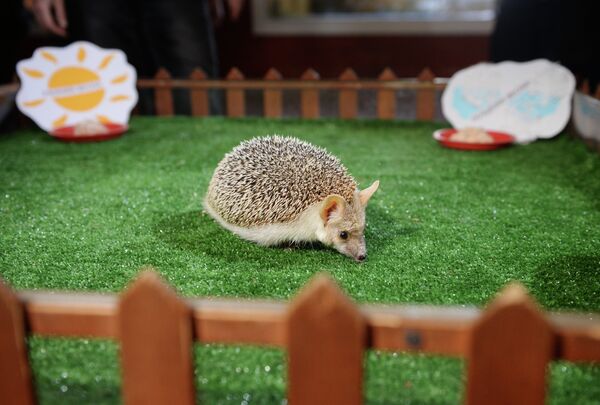 Pugovka the hedgehog in Yekaterinburg Zoo, seen here as she predicts the weather for the coming spring. Pugovka the hedgehog in Yekaterinburg Zoo, seen here as she predicts the weather for the coming spring. - Sputnik International