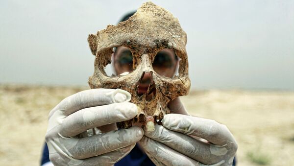 A forensic expert holds up part of a human skull found in a mass grave some 10 kilometers from the Iraqi central shrine city of Najaf. File photo - Sputnik International