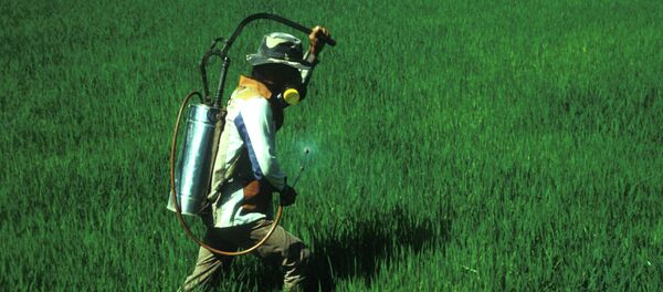 With the new invention, farmers can spray entire fields of crops with herbicides instead of targeting only certain weeds. The cotton can survive exposure to three herbicides while the soybeans withstand two. With the new invention, farmers can spray entire fields of crops with herbicides instead of targeting only certain weeds. The cotton can survive exposure to three herbicides while the soybeans withstand two. - Sputnik International