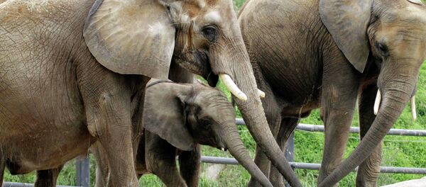 The US Department of Agriculture has told the Pittsburgh Zoo to stop using dogs to shepherd their African elephants, as it causes them undue stress. The US Department of Agriculture has told the Pittsburgh Zoo to stop using dogs to shepherd their African elephants, as it causes them undue stress. - Sputnik International